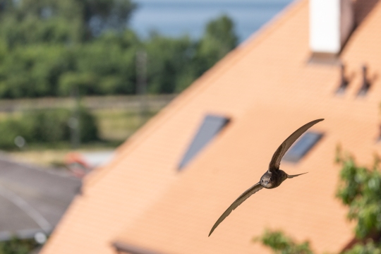 Martinet noir | Rondone comune | Apus apus