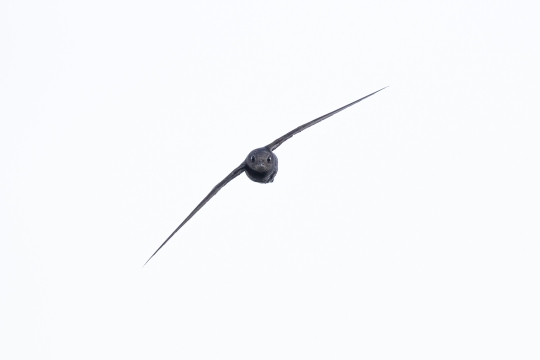 Martinet noir | Rondone comune | Apus apus