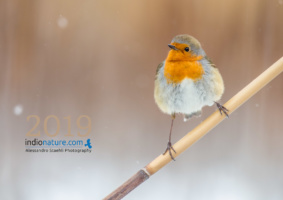 Le Calendrier Indionature 2019 est arrivé!