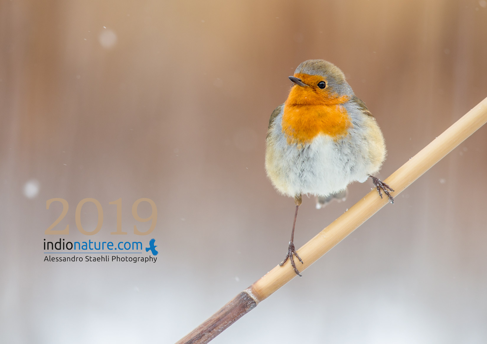 Le Calendrier Indionature 2019 est arrivé!