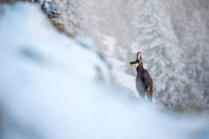 Le chamois de janvier