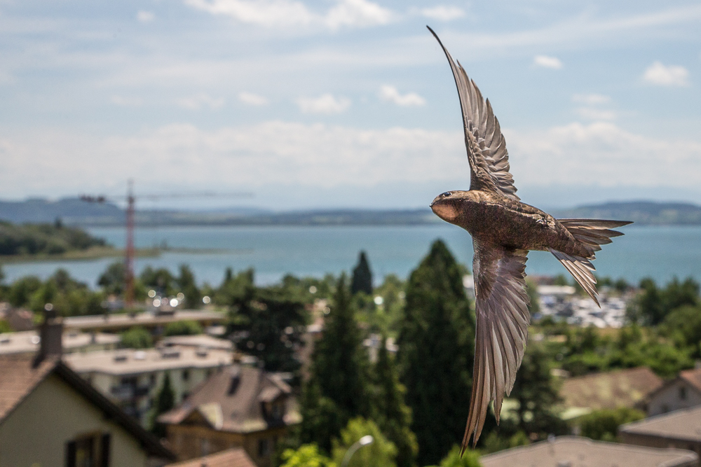 Un miracolo di nome Azur