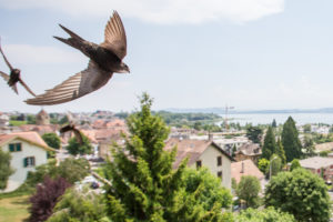 Brise, Azur et l’étourneau