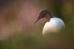 Le guillemot de juin