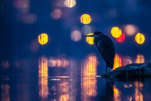 Grande exposition « Le lac aux oiseaux »