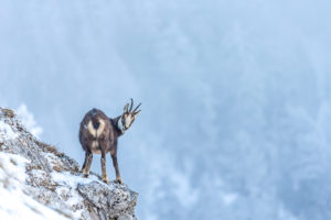 La foto della settimana: il camoscio