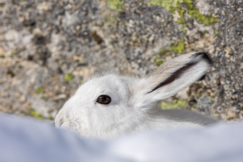 La photo de la semaine: le lièvre variable