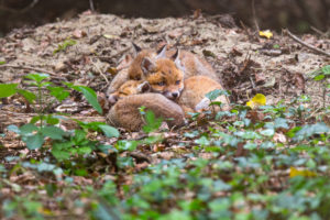 La foto della settimana: i volpacchiotti