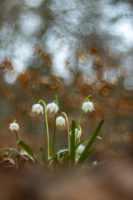 La photo de la semaine: la nivéole du printemps