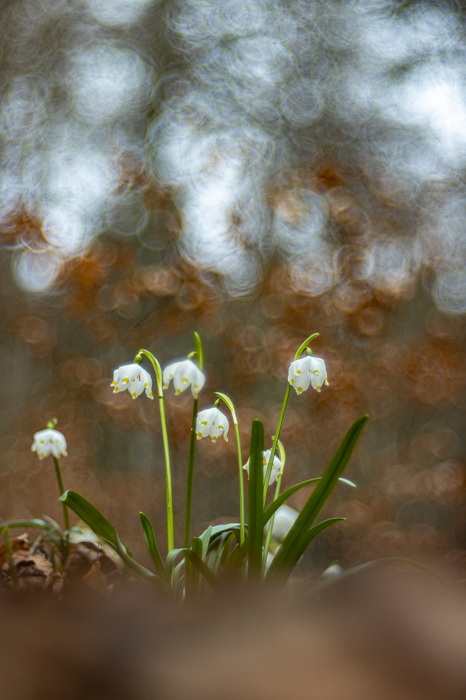 La photo de la semaine: la nivéole du printemps