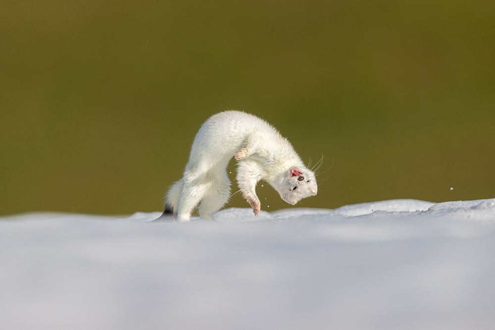 La photo de la semaine: la danse de l’hermine