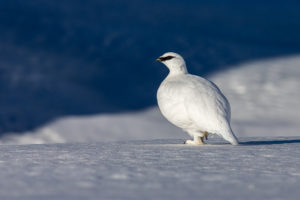 La photo de la semaine: le lagopède alpin