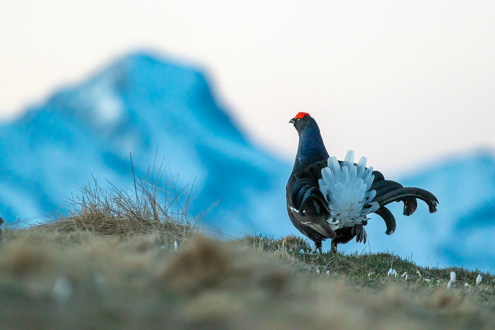 La foto della settimana: il fagiano di monte