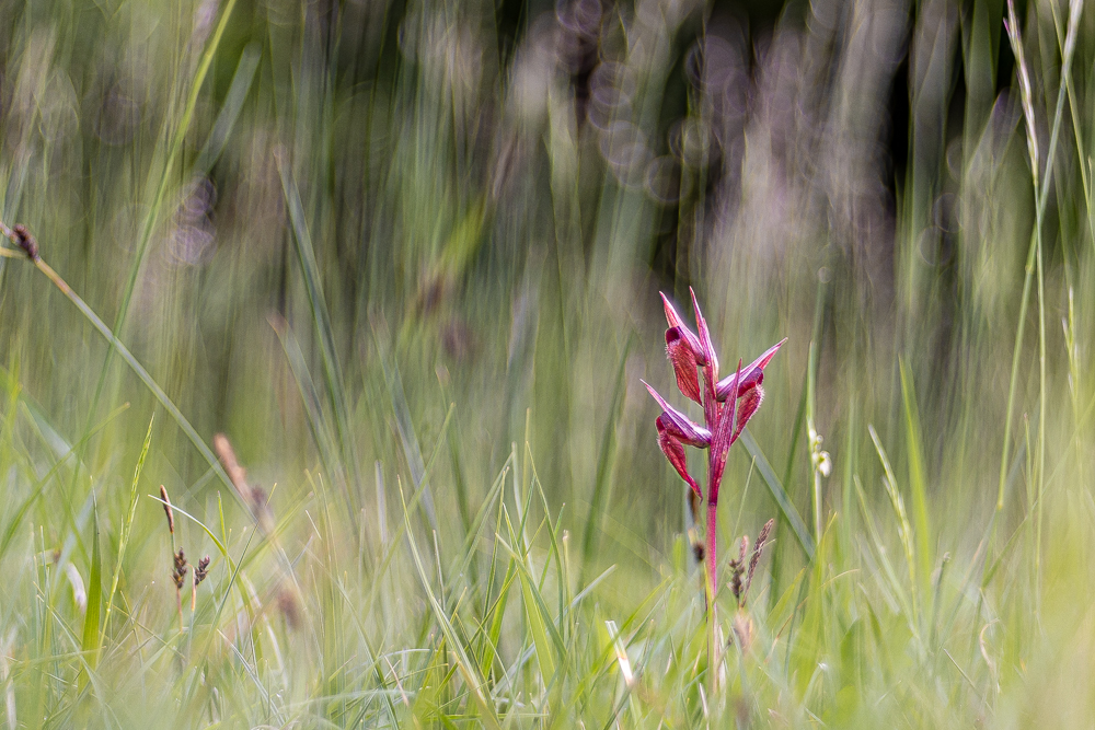 La photo de la semaine: la sérapias à long labelle