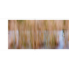 Le-lac-aux-oiseaux-700x1000px-1 Le lac aux oiseaux