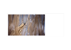 Le lac aux oiseaux