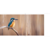 Le-lac-aux-oiseaux-700x1000px-3 Le lac aux oiseaux