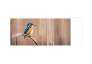 Libro fotografico - Le lac aux oiseaux