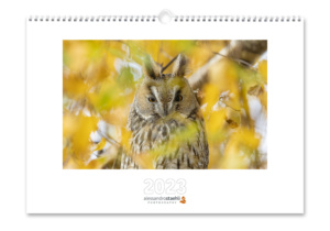 Offre de Noël 1 "Hiboux & chouettes" - Calendrier 2023 + set de 6 cartes