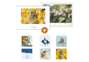 Offre de Noël 1 "Hiboux & chouettes" - Calendrier 2023 + set de 6 cartes