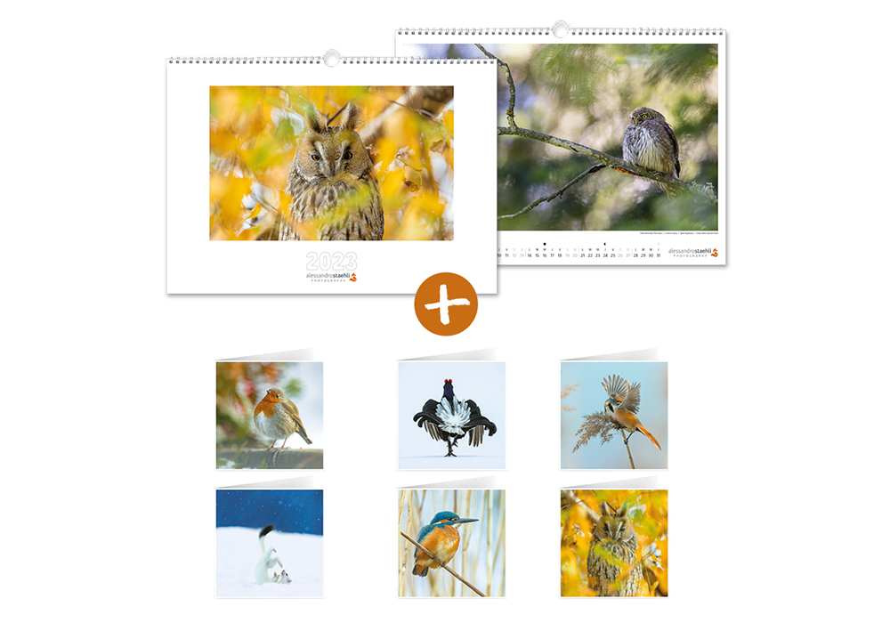 Offre de Noël 1 "Hiboux & chouettes" - Calendrier 2023 + set de 6 cartes