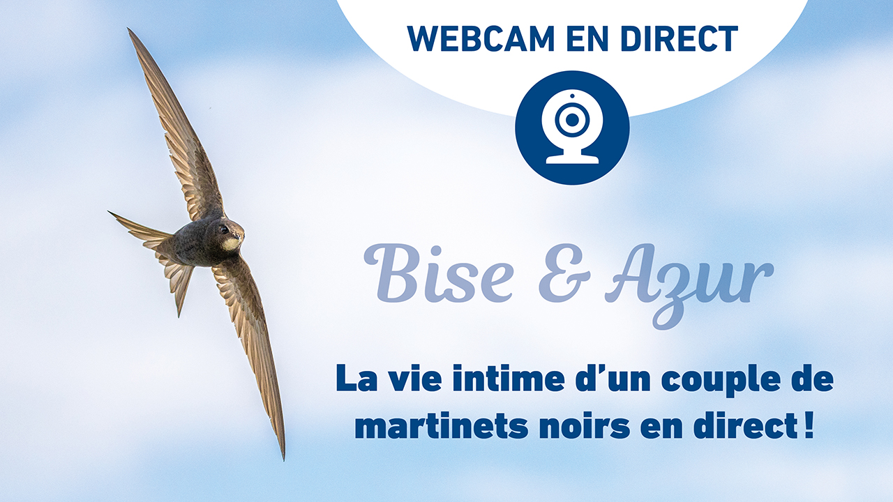 La webcam de Bise & Azur, saison 2023!
