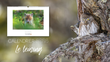 Mon calendrier 2024 – Le teasing !