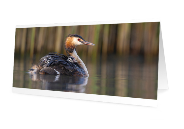 Cartes-de-voeux-2023-2-grebe-525x750px Grèbes huppés