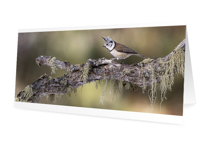 Carte de vœux - Mésange huppée (10x21 cm, avec enveloppe)