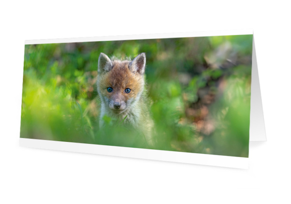 Cartes-de-voeux-2023-6-renardeau-525x750px Renardeau