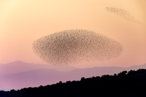 L’apocalypse selon Sturnus, nouvelle galerie