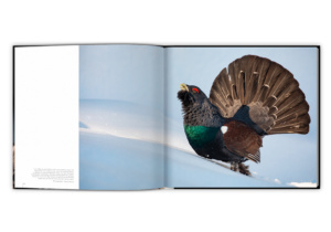 Extraordinaires oiseaux