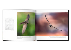Extraordinaires oiseaux