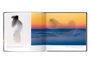 Extraordinaires oiseaux