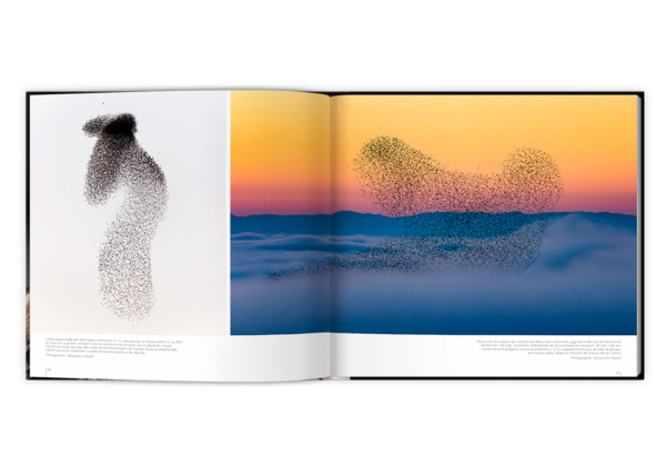 Extraordinaires oiseaux