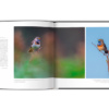 Extraordinaires oiseaux