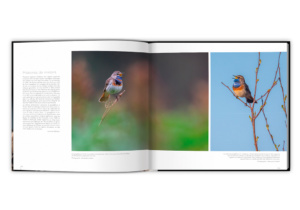 Extraordinaires oiseaux