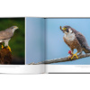 Extraordinaires oiseaux