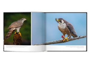 Extraordinaires oiseaux