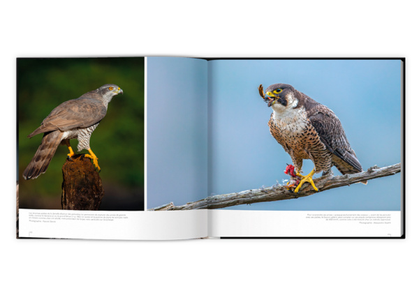 Extraordinaires oiseaux