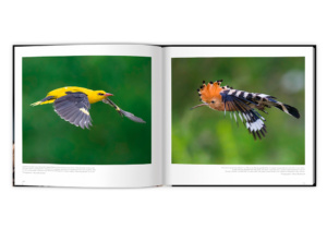 Extraordinaires oiseaux