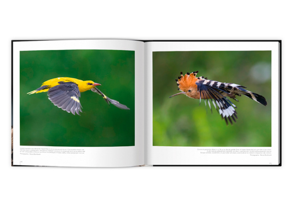 Extraordinaires oiseaux