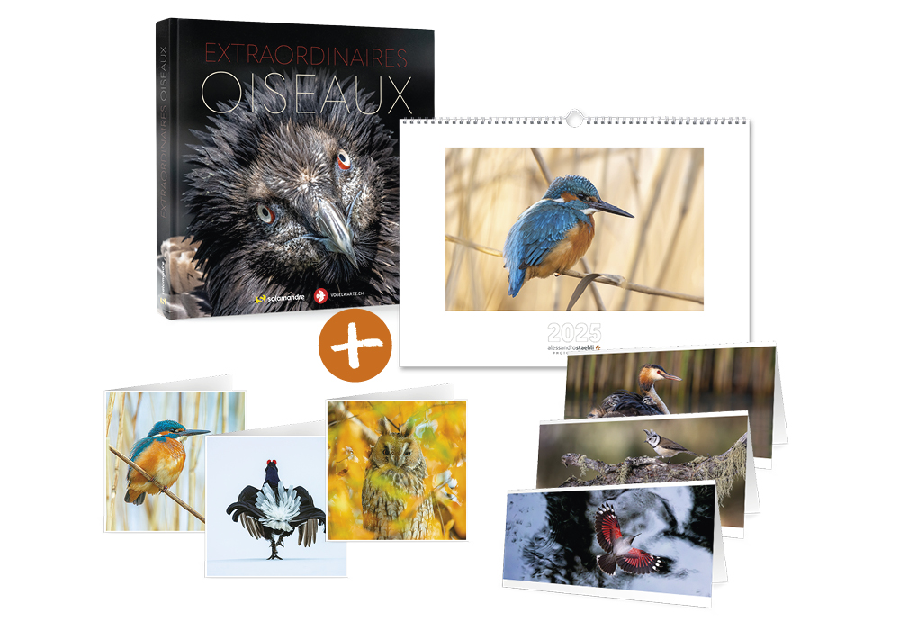 Offre PLUMES