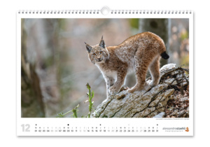 Calendrier photo nature 2026