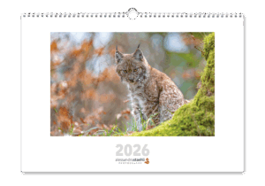 Offre de l'Avent - Le Calendrier 2026 + le nouveau set de 4 cartes de vœux originales