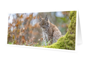 Set de 4 cartes de vœux originales - édition 2026 (10x21 cm, avec enveloppes)