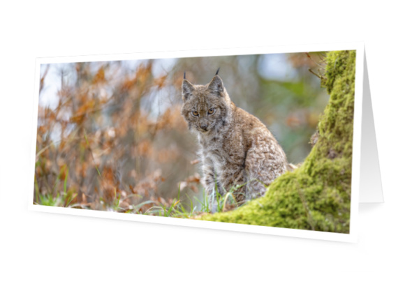 Cartes-de-voeux-2025-1-lynx-525x750px Lynx