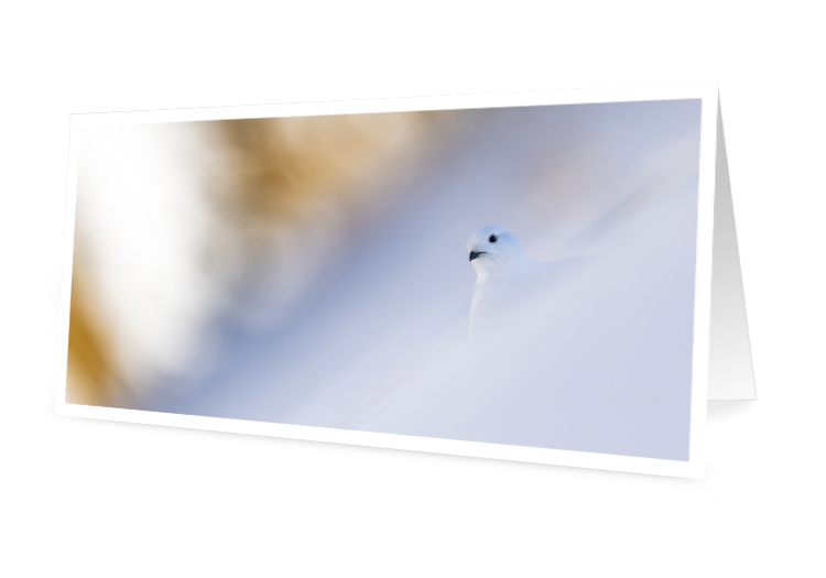 Carte de vœux - Le lagopède des neiges (10x21 cm, avec enveloppe)