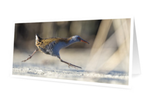 Set de 4 cartes de vœux originales - édition 2026 (10x21 cm, avec enveloppes)