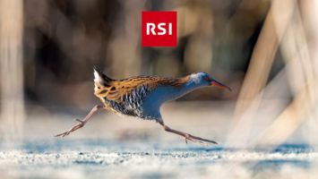 Le sprint du râle au concours de Sempach 2025 et à la TV